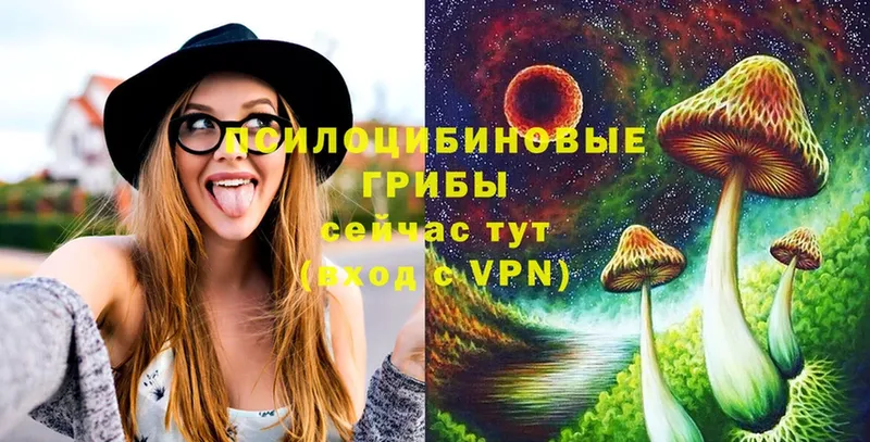 Псилоцибиновые грибы Psilocybine cubensis  закладка  Черепаново 